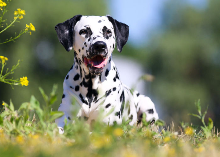 non-sporting-dog-breed-groups-dalmatian-in-a-meadow