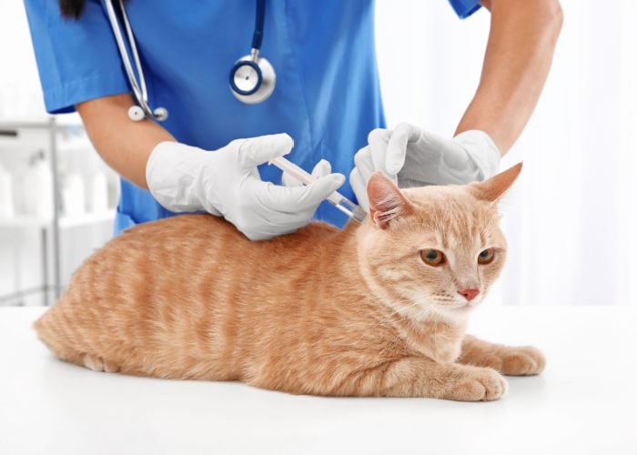 Cat getting vaccine shots