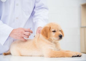 puppy vaccination