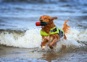 retriever-sporting-dog-breed-group