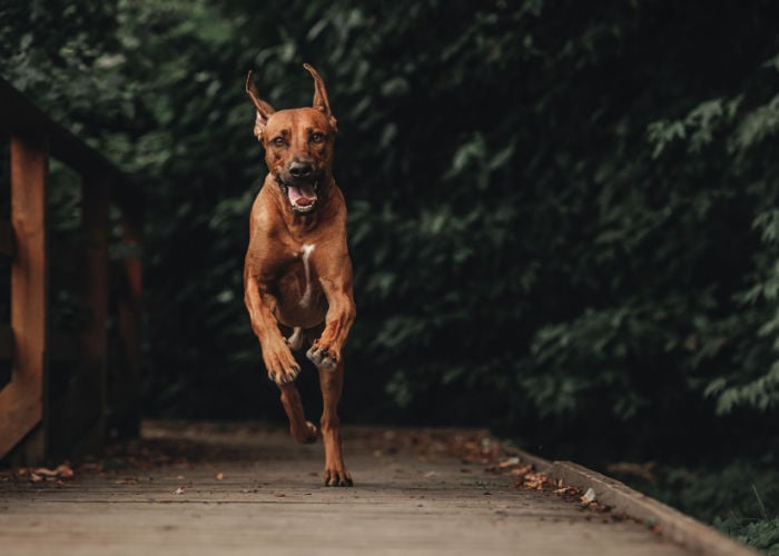 rhodesian ridgeback exercise