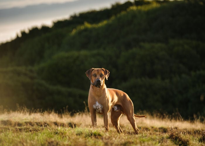 rhodesian ridgeback in the fields