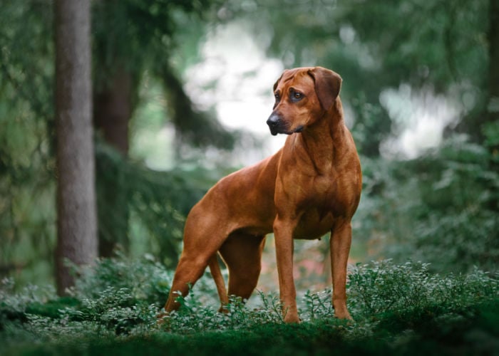 rhodesian ridgeback physical characteristics