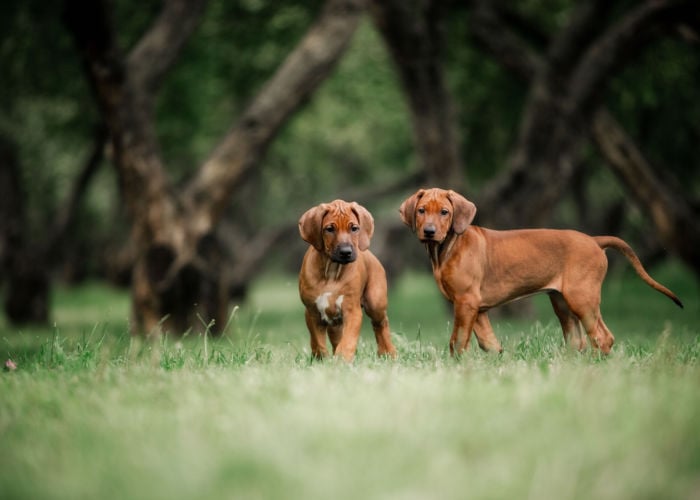 rhodesian ridgeback puppies