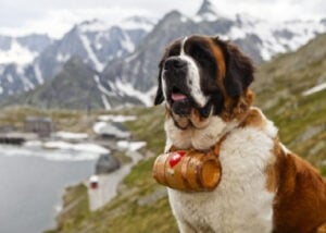 saint-bernard-rescue-working-dog