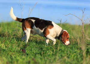 scenthound-dog-breed