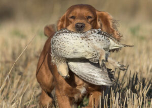 spaniel-hunting-grouse