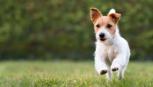 terrier dog breeds