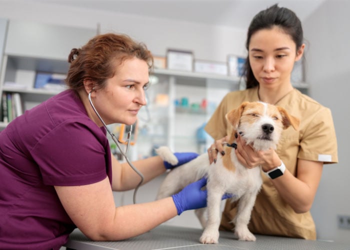 vet care helps treat green stools in dog