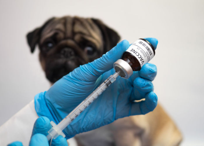 pug getting ready for a vaccine shot