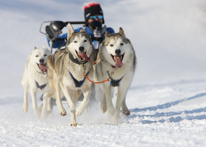 working-breed-malamute-pulling-sled