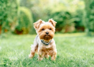 yorkie-toy-breed-group