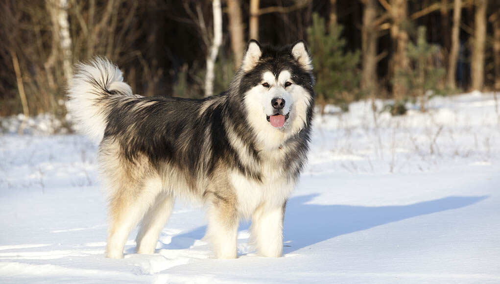 Alaskan Malamute Dog Breed Profile Featured Image