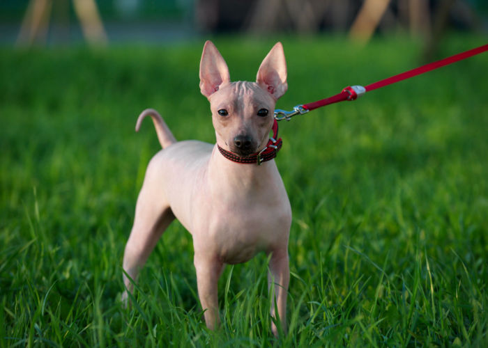 American Hairless Terrier hairless dog