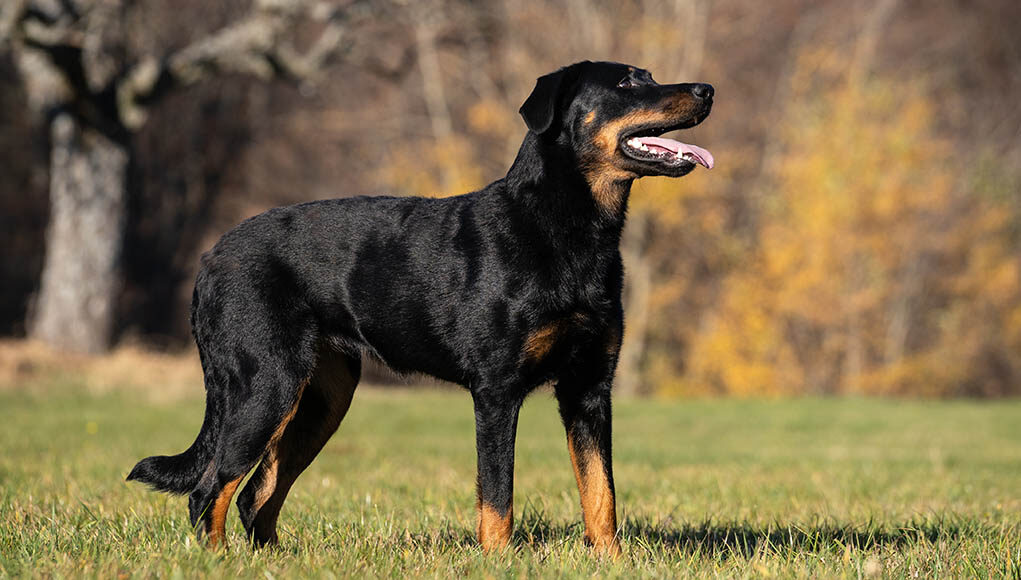 Beauceron Dog Breed Profile Featured Image