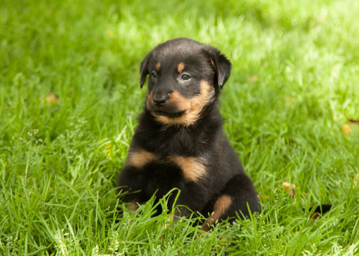 Beauceron Puppy