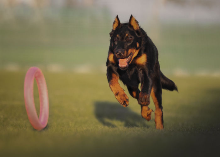 Beauceron playing