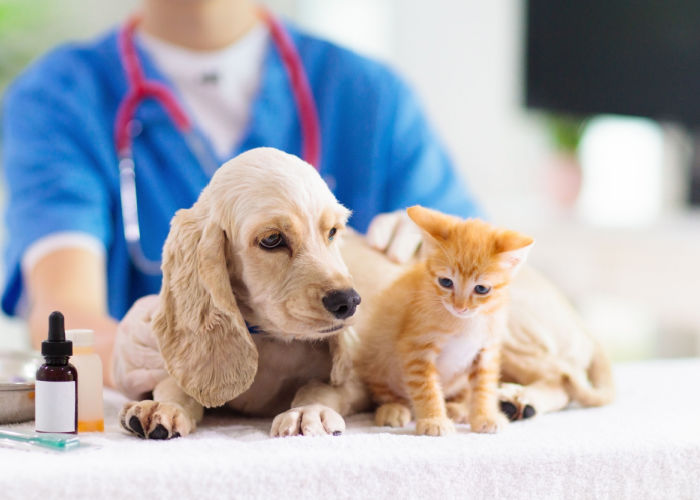 Best Animal Hospitals in Maryland