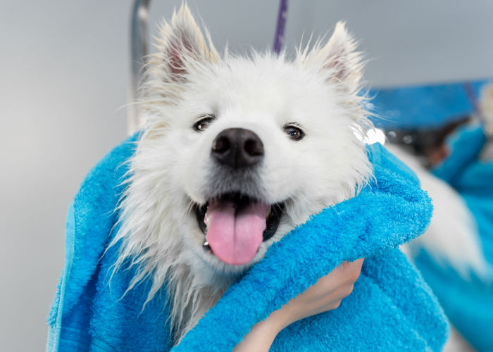 Best Pet Groomers in Maryland