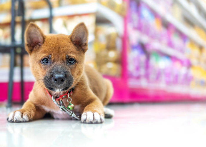 Best Pet stores in Maryland