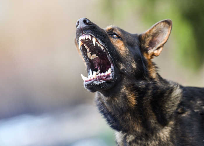 Boarding an Aggressive Dog