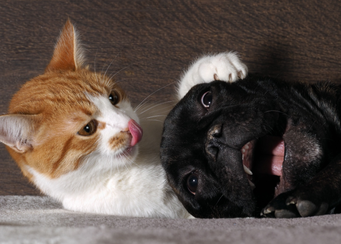 Cat Playing With Dog