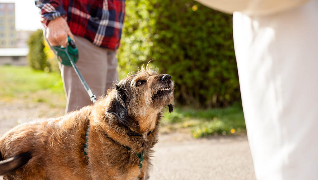 Dog Boarding For Aggressive Dogs Featured Image