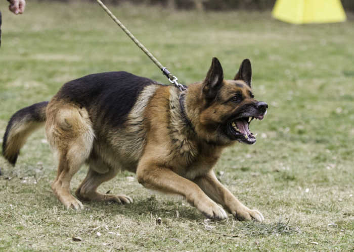 Dog Boarding For Aggressive Dogs_ Aggressive German Shepherd