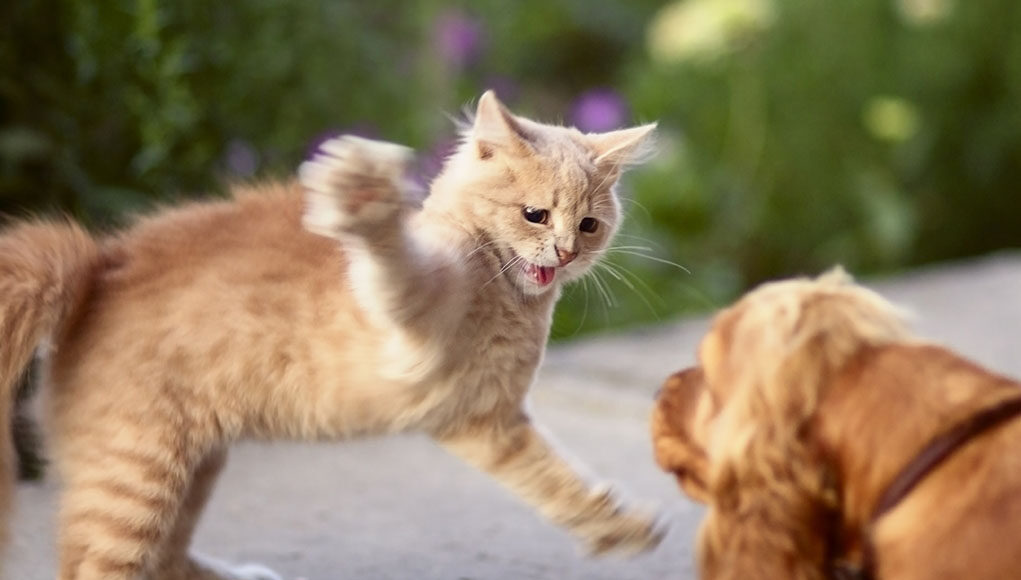 Dog Got Scratched By A Cat Featured Image