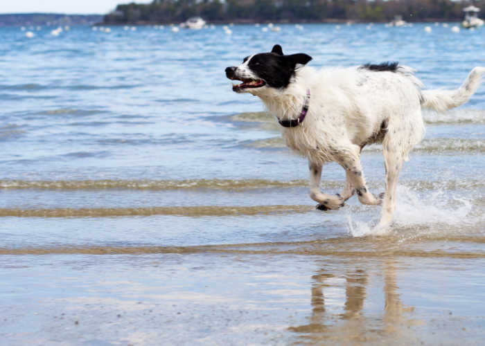 Dog in Falmouth Maine