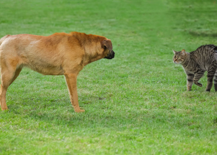 Dog scratched by a stray cat