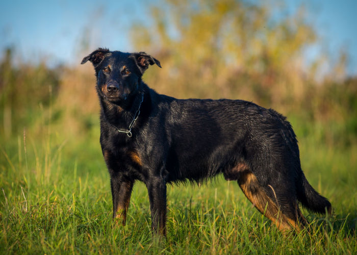 French Shepherd