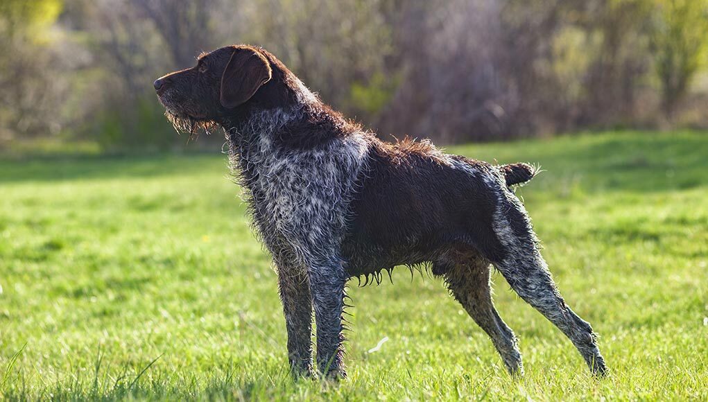 German Wirehaired Pointer Dog Breed Profile Featured Image