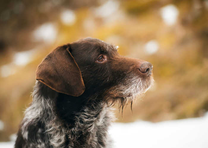 German Wirehaired Pointer closeup