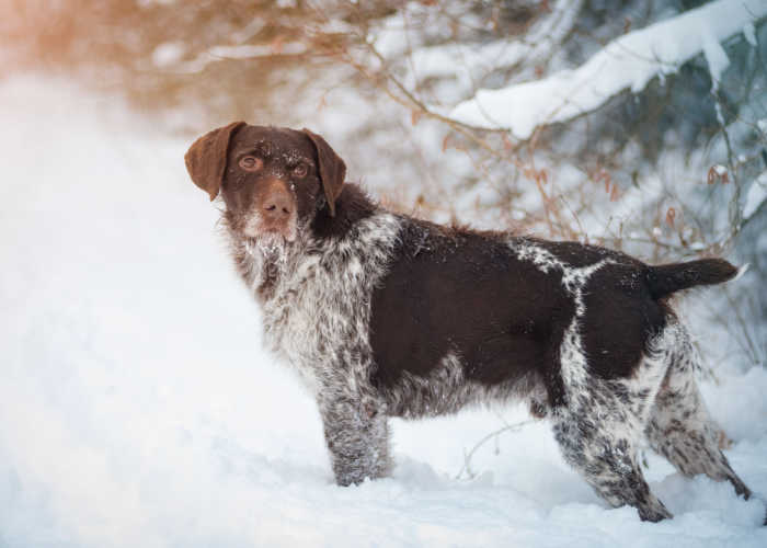 German Wirehaired Pointer in snow