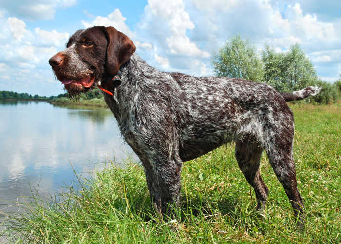 German wirehaired pointer standing on the river