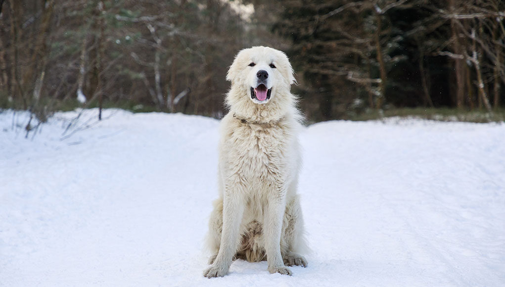 Great Pyrenees Dog Breed Profile Featured Image