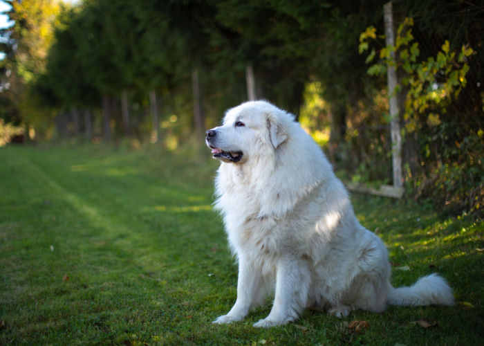 Great Pyrenees Guarding Livestock