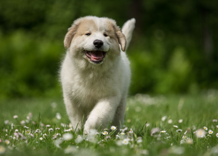 Great Pyrenees Puppy