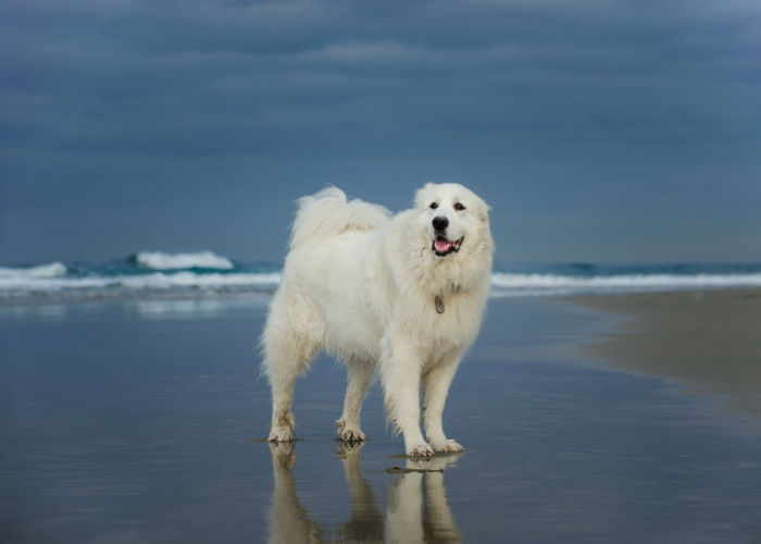 Great Pyrenees at the Beach