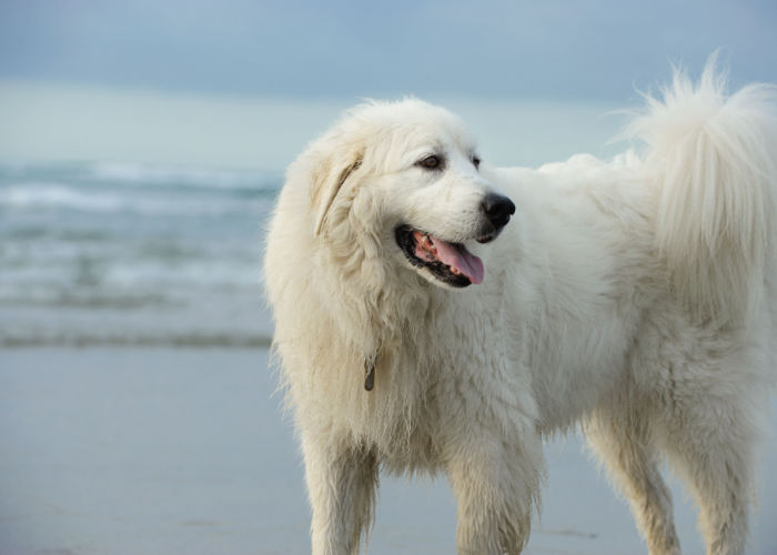 Great Pyrenees playing at the beach