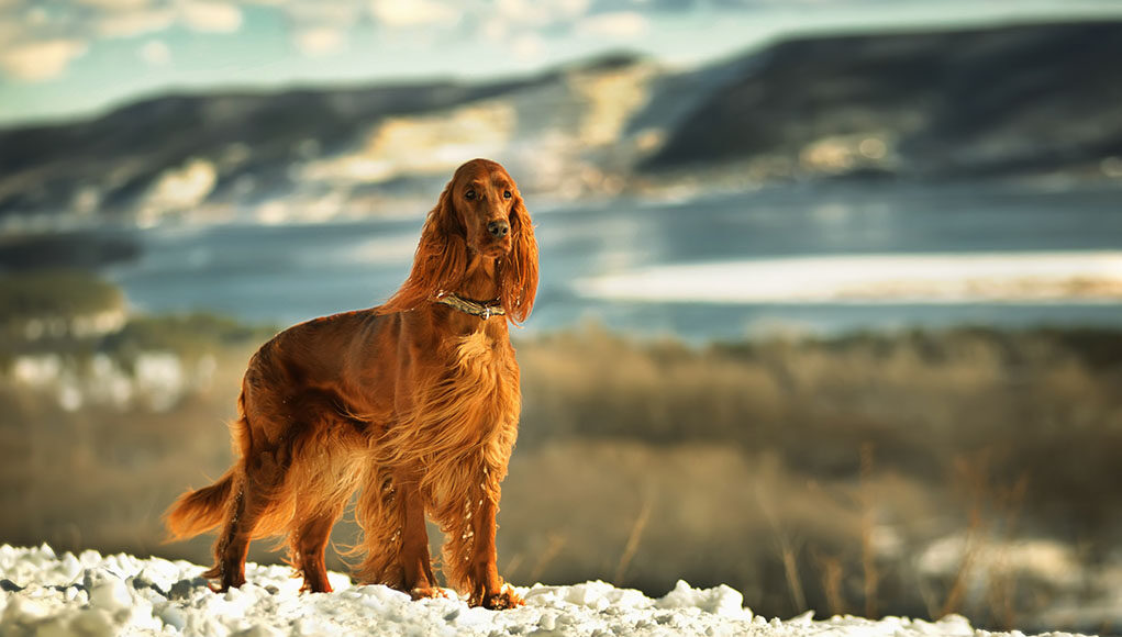 Irish Setter Dog Breed Profile Featured Image