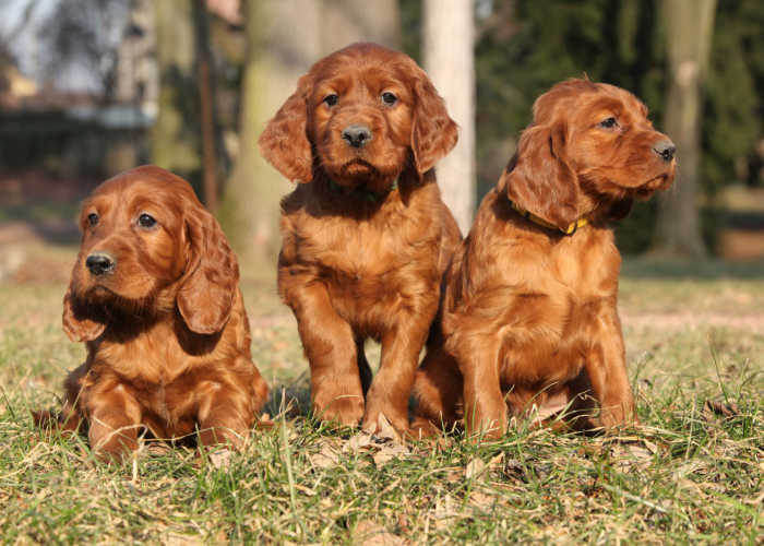 Irish Setter Puppies