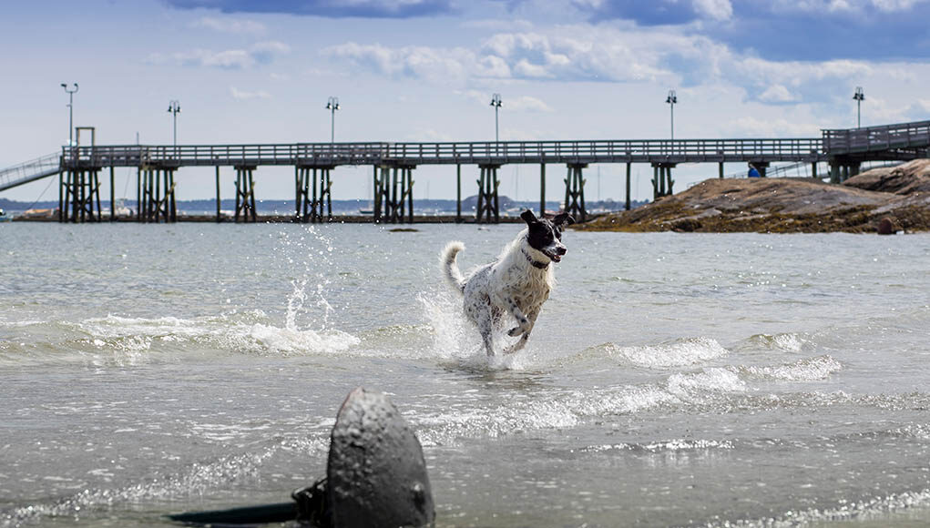 Maine Pet Stores Featured Image