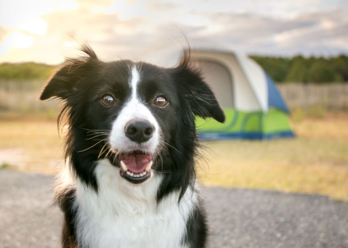 Maryland Dog Parks