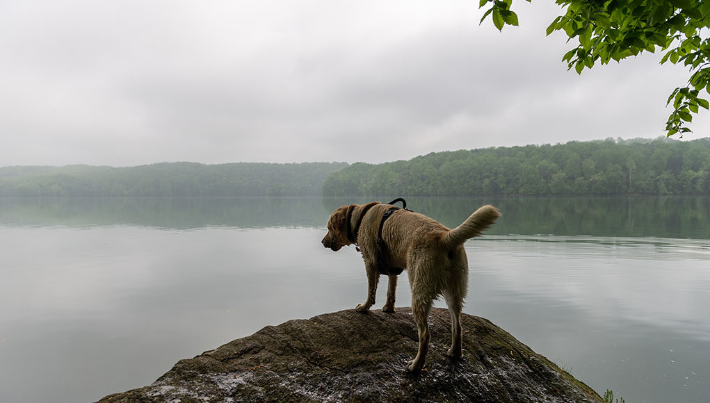 Maryland Pet Stores Featured Image