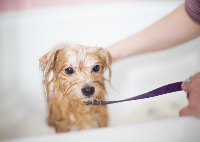 How to Give Oatmeal Bath for Dogs