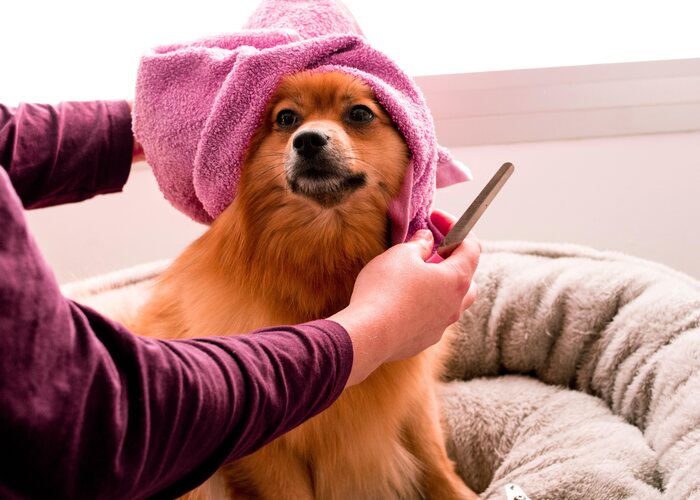 Oatmeal Bath for Dogs