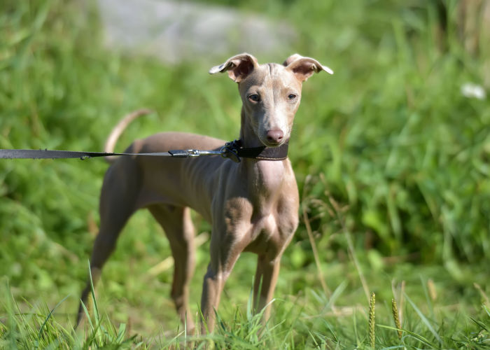 Peruvian Inca Orchid hairless dogs