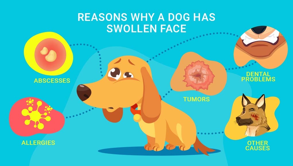 Possible Reasons Why Dog Has Swollen Face